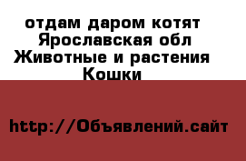 отдам даром котят - Ярославская обл. Животные и растения » Кошки   